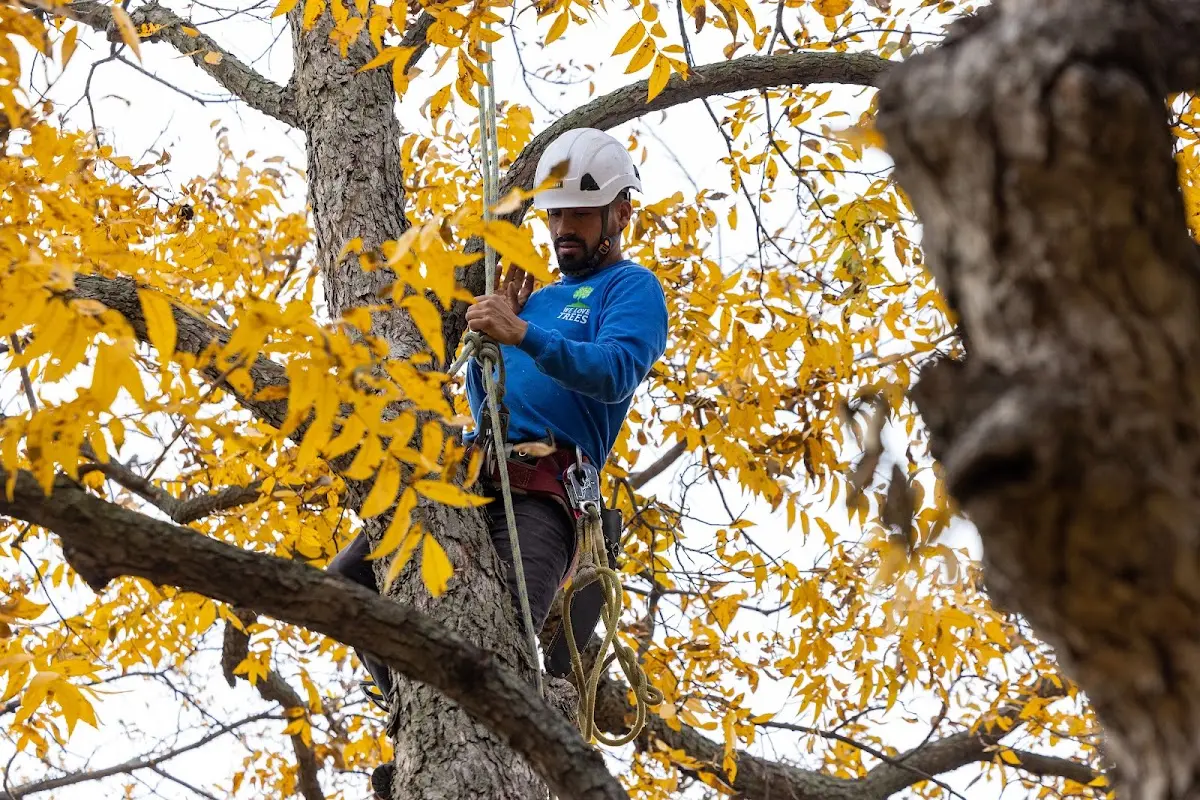 Skilled Tree Planing crew working in Marco Island